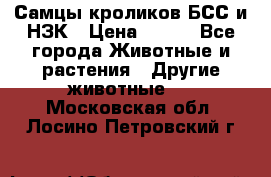 Самцы кроликов БСС и НЗК › Цена ­ 400 - Все города Животные и растения » Другие животные   . Московская обл.,Лосино-Петровский г.